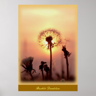 Póster Dandelion retroiluminado - Chisasibi Quebec Canadá