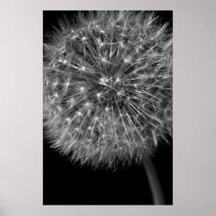 Póster Dandelion Seed Head