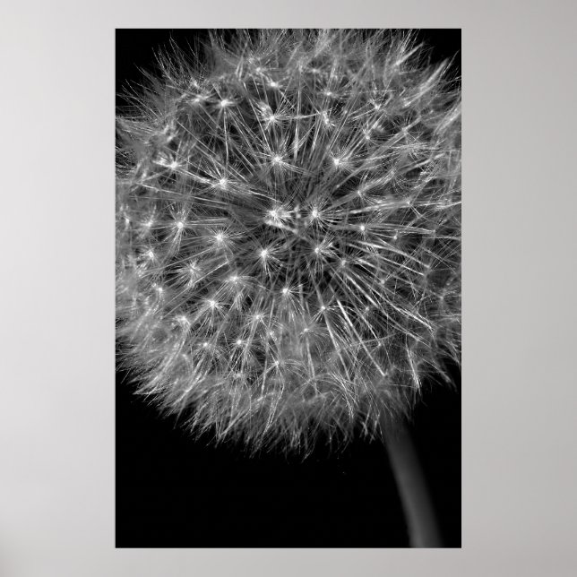 Póster Dandelion Seed Head (Frente)