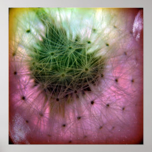 Póster Dandelion Seeds