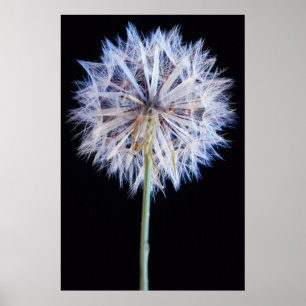 Póster Dandelion (Taraxacum officinale) Jefe de Semillas