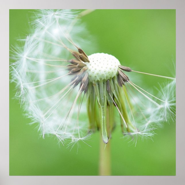 Póster Dandelion Wish Made (Frente)