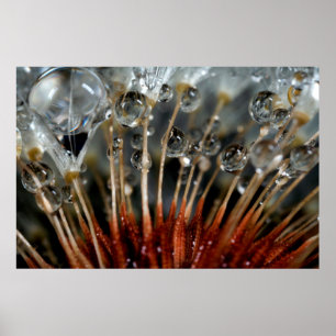 Póster Dandelion y gotas de agua, CA