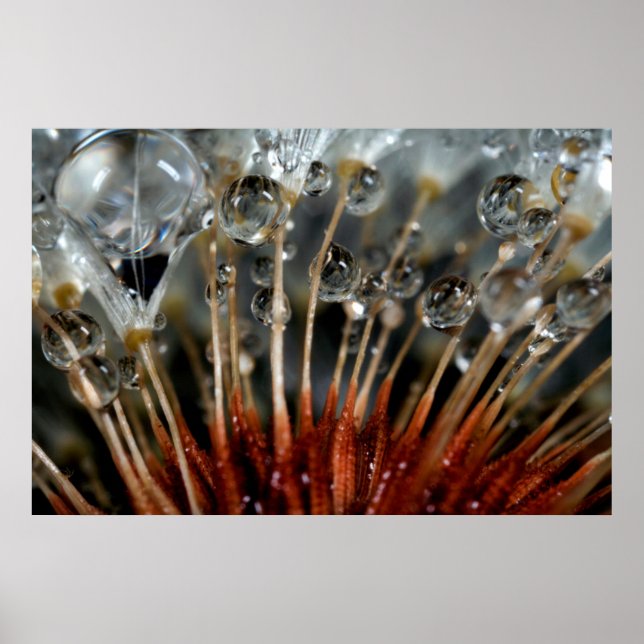 Póster Dandelion y gotas de agua, CA (Frente)