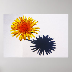 Póster Dandelion y Wapcn en la sombra