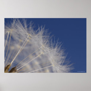 Póster Dandelions