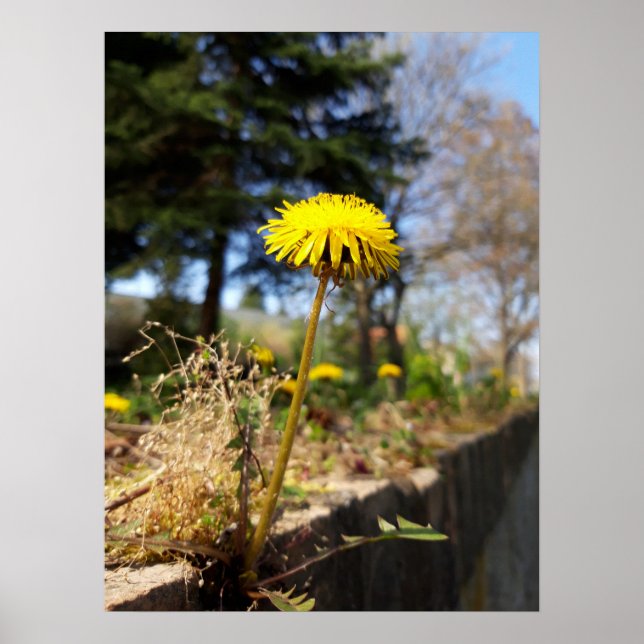 Póster Dandelions al sol (Frente)