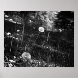 Póster Dandelions blancos y negros en los bosques 16x20