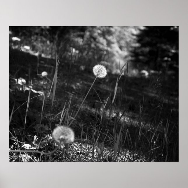 Póster Dandelions blancos y negros en los bosques 16x20 (Frente)