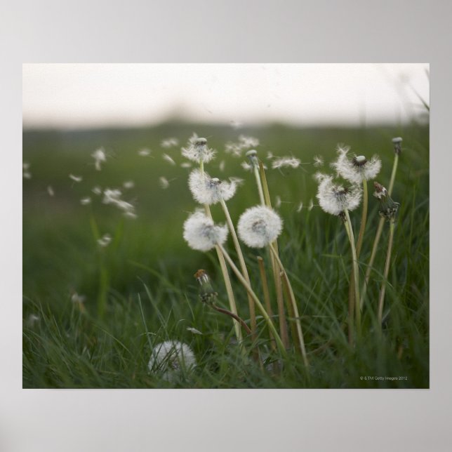 Póster Dandelions soplando en el viento. (Frente)