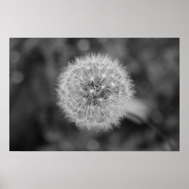 Póster Dandilion (Frente)
