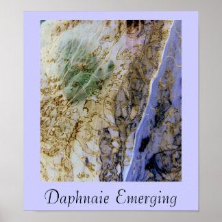 Póster Daphnaie Emerging