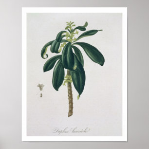 Póster Daphne Laureda de 'Phytographie Medicale' de Jos