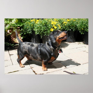 Póster Dapple Plateado Dachshund Buddy 2