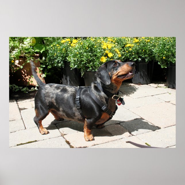 Póster Dapple Plateado Dachshund Buddy 2 (Frente)