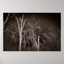 Póster Dark Forest – Haunting Black and White Tree Art