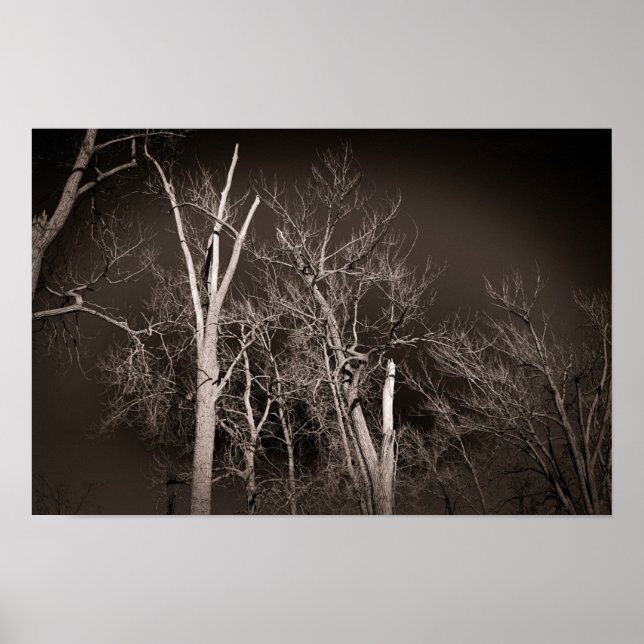 Póster Dark Forest – Haunting Black and White Tree Art (Frente)