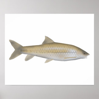 Póster Dark Mahseer