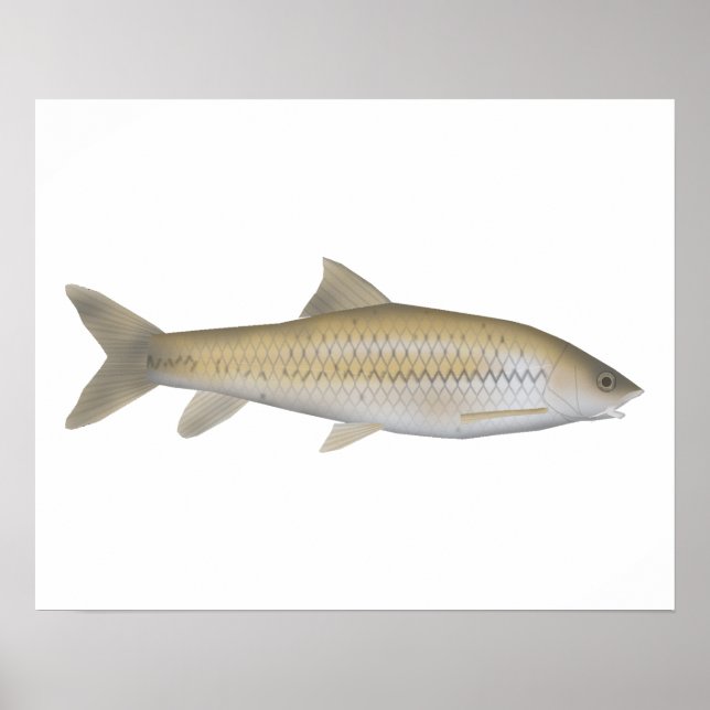 Póster Dark Mahseer (Frente)