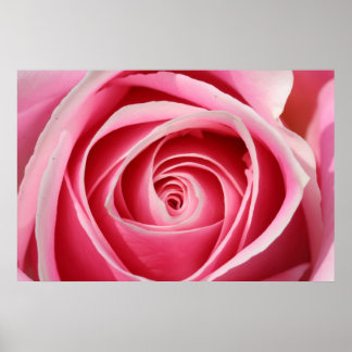 Póster Dark Pink Rose 01