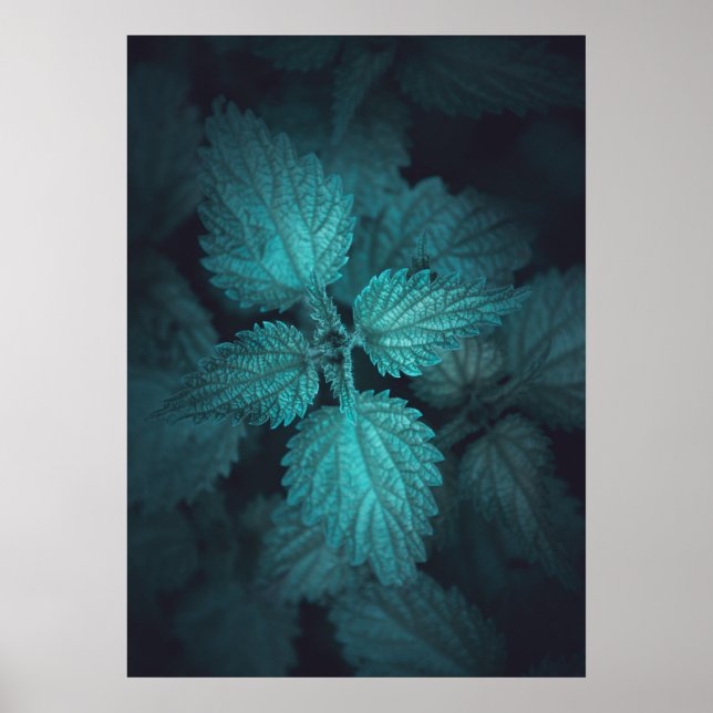 Póster Dark stinging nettle nature photo (Frente)