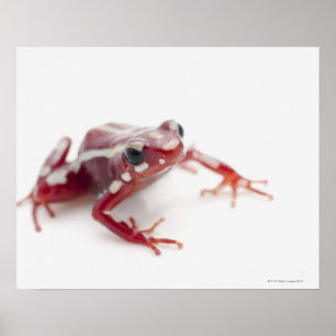 Póster Dart Frog 2 de veneno blanco a rayas