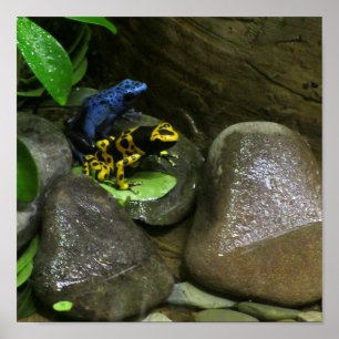 Póster Dart Frog Buddies