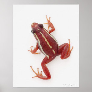 Póster Dart Frog, veneno de rayas blancas