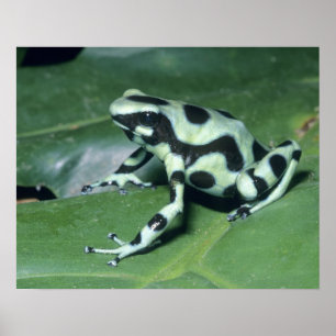 Póster Dart Frog venenoso (Dendrobates auratus) Cahuita