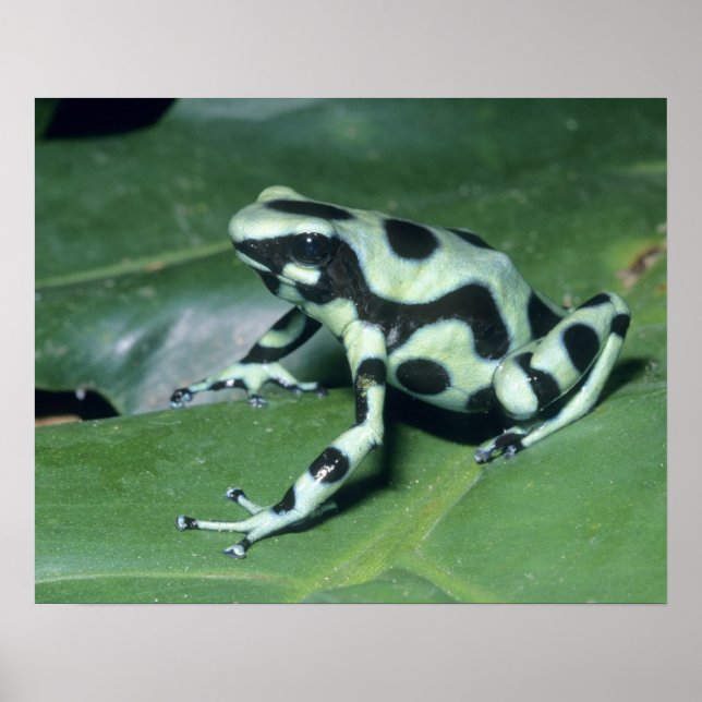 Póster Dart Frog venenoso (Dendrobates auratus) Cahuita (Frente)