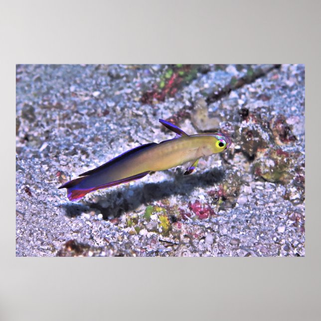 Póster Dart Goby decorado (Frente)
