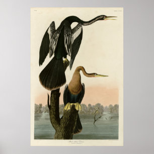 Póster Darter de barriga negra de las aves auduónicas de 