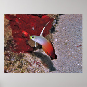 Póster Dartfish de fuego