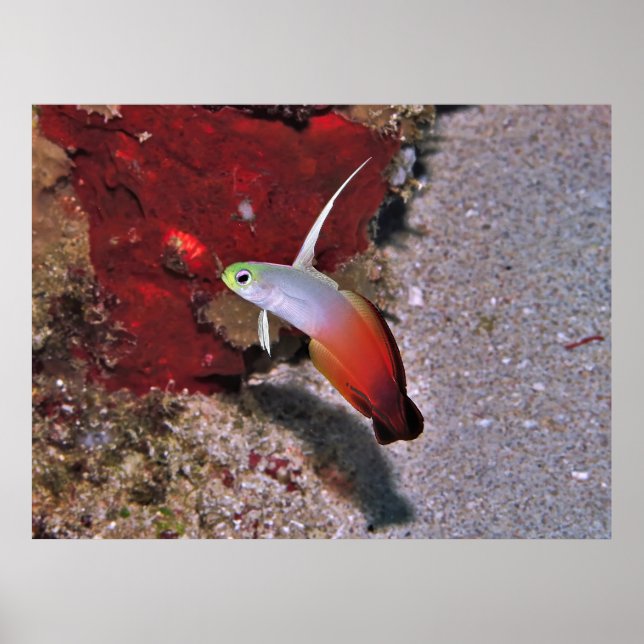 Póster Dartfish de fuego (Frente)