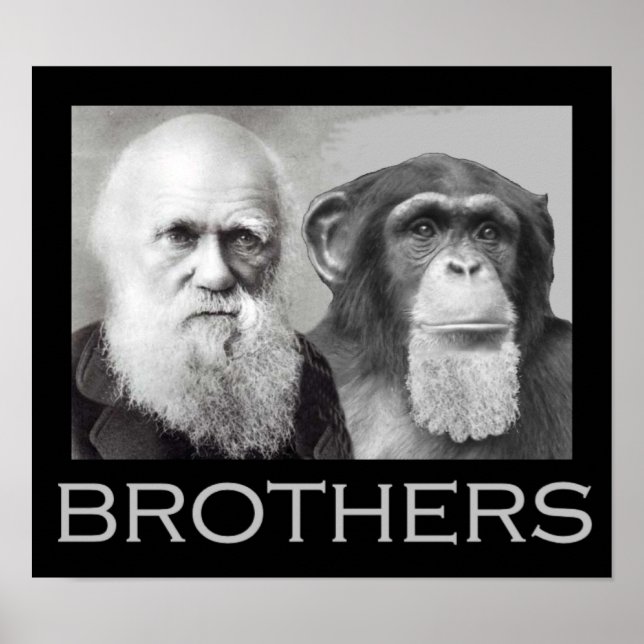 Póster Darwin y los hermanos Chimp (Frente)