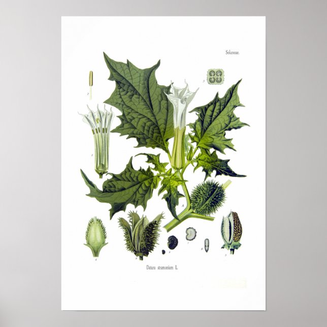 Póster Datura stramoniana (Frente)