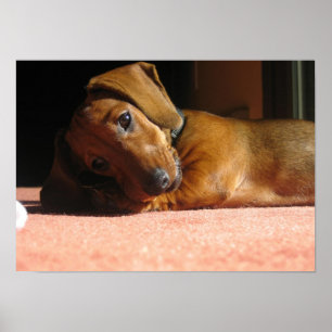 Póster Dauchshund