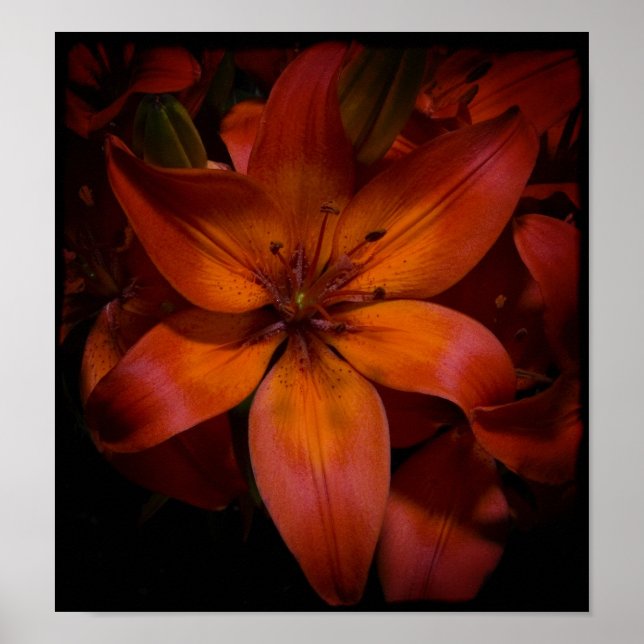 Póster Day Lilly Poster (Frente)