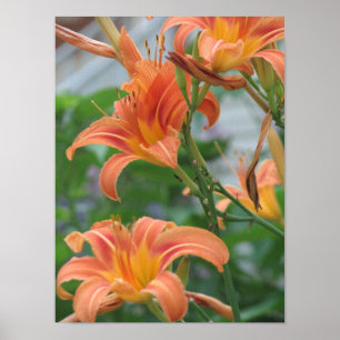 Póster Daylilies anaranjados