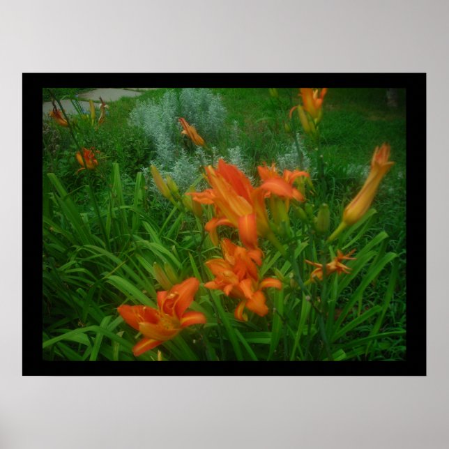 Póster Daylilies en negro (Frente)