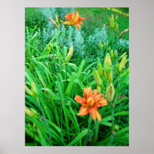 Póster Daylilies y Artemesia