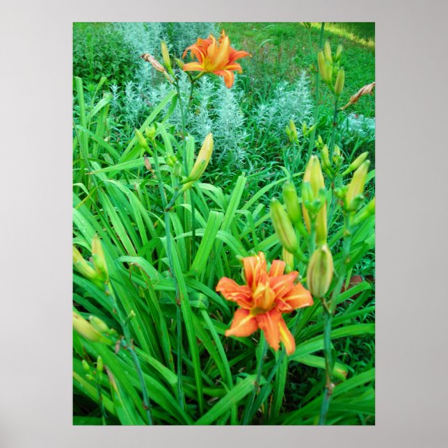 Póster Daylilies y Artemesia (Frente)