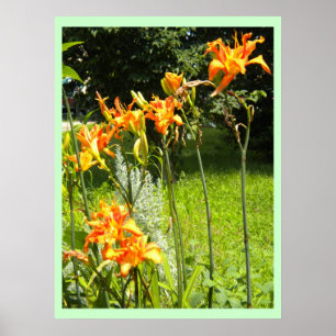 Póster DayLillies