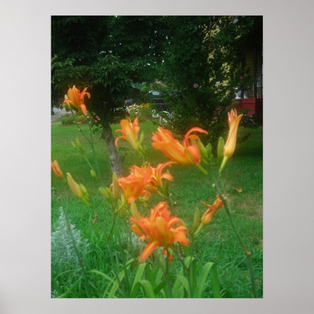 Póster Daylillies, Naranja (Frente)