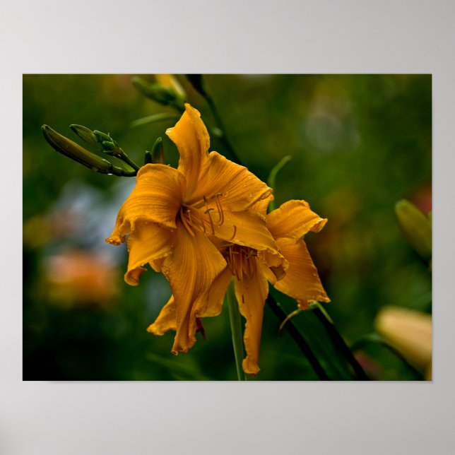 Póster Daylily "Jersey Spider" (Frente)