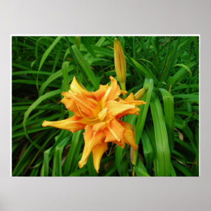 Póster Daylily: Naranja