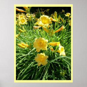 Póster Daylily Splendor