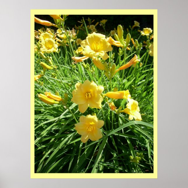 Póster Daylily Splendor (Frente)