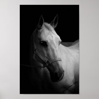 Póster Dazzle