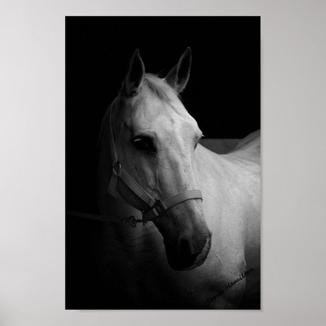 Póster Dazzle (Frente)